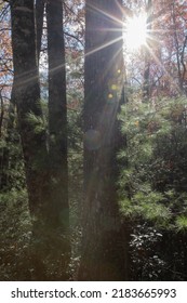 A Beautiful Star Burst From The Sun Shining Through The Fall Leaves.