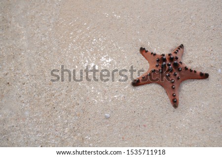 a beautiful starfish on the beach