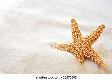 Beautiful Starfish On Bright White Sand.  Macro With Copy Space Included.