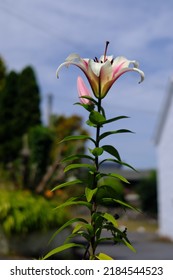 A Beautiful Stargazer Lily In A Garden In West Wales, UK.