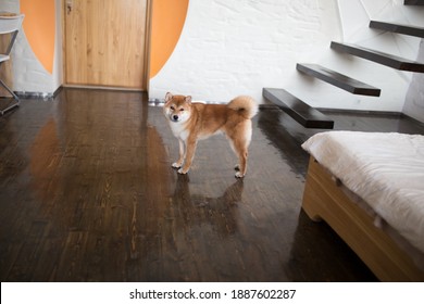 
Beautiful statuesque red-haired shiba inu dog walking up the stairs at home