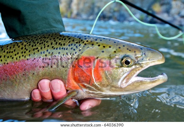 Beautiful\
steelhead trout caught while fly\
fishing