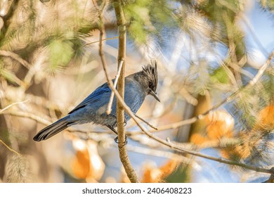 A beautiful Stellar Jay resting on a branch