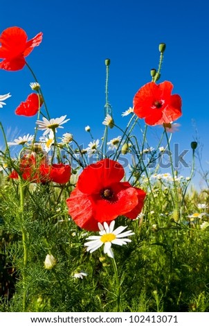 Similar – Blumenwiese | Mohnblumen und Hundskamille vor blauem Himmel