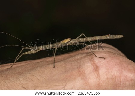 A beautiful stick insect , probably  Indian walking stick ( Carausius morosus ) resting on the forearm. They are also called  stick insects, stick-bugs, walkingstick  or stick animals.