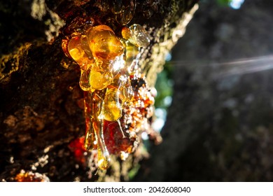 6,613 imágenes de Tree wound - Imágenes, fotos y vectores de stock |  Shutterstock