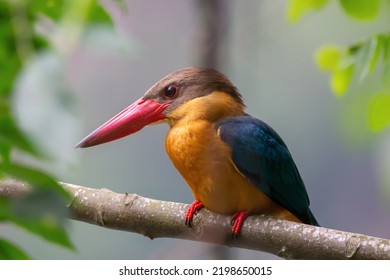 Beautiful Stork Billed-Kingfisher In Singapore Bukit Timah National Park