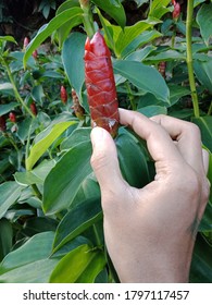 A Beautiful And Strange Red Flower