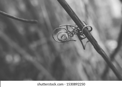 Beautiful Strange Twisted Shape Of A Climbing Plant Growing On A Fence In Close-up