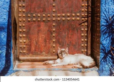 Beautiful stray cat sleeps on the streets of Morocco. Beautiful fairy-tale streets of Morocco - Powered by Shutterstock