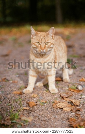 Similar – Foto Bild Kedi Tier Katze