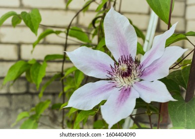 Beautiful Street Clematis In Blooming Condition.