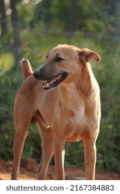 Beautiful Street Dog In India