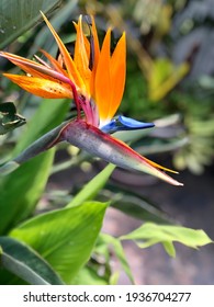 A Beautiful Strelitzia Reginae Flower