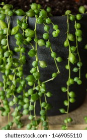 A Beautiful String Of Pearls Succulent Growing Closeup 