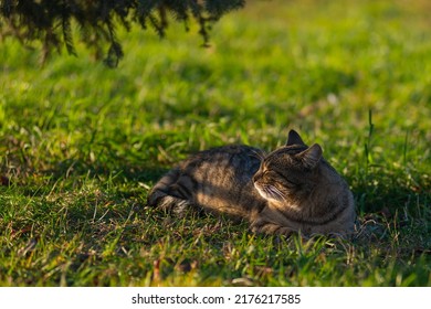 7,730 Cat under tree Images, Stock Photos & Vectors | Shutterstock