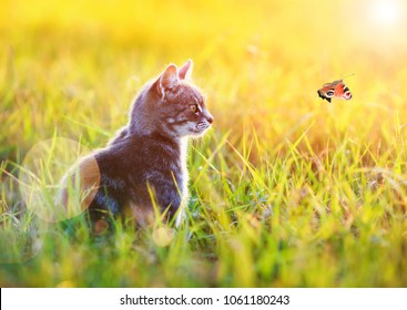 beautiful striped cat sits in the green grass on a Sunny meadow in the summer and looking at flying to the sun the butterfly
