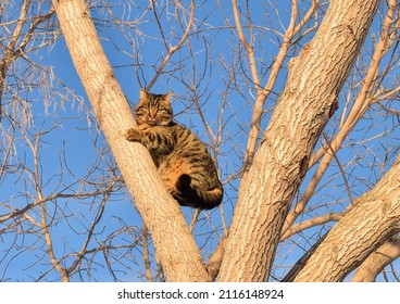 Beautiful Striped Cat Sits On A Bare Tree. Cat Against The Blue Sky. Help The Cat.