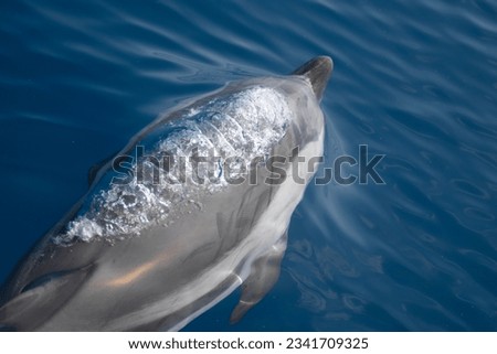 Beautiful striped dolphin swimming in the mediterranean sea
