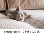 Beautiful striped gray cat with yellow eyes. Domestic cat lies on the sofa on a beige blanket. Cat in home interior. Image for veterinary clinics, cat sites.