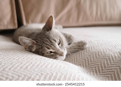 Beautiful striped gray cat with yellow eyes. Domestic cat lies on the sofa on a beige blanket. Cat in home interior. Image for veterinary clinics, cat sites. - Powered by Shutterstock