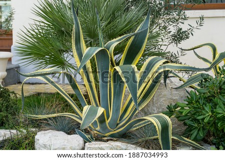 Beautiful striped leaves American agave Marginata (Agave americana) or sentry plant on Trachycarpus palm background in autumn Sochi. 