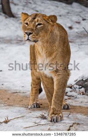 A beautiful and strong female lion is looking at you carefully and greedily. White background - snow. The look of a big strong cat.