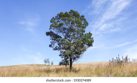 Beautiful Strong Tree At Field