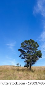 Beautiful Strong Tree In The Field