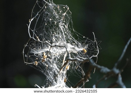 A beautiful structural spider web with many nooks and crannies created on a small dry twig, non symmetrical spider web with silk looking crafted web, spider masterpiece, delicate web