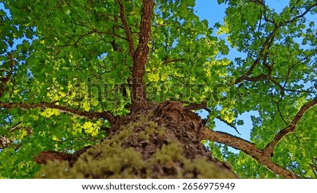 beautiful structure, texture of the tree bark. wild nature. virgin forest. close-up. oak tree in summer. capturing beauty of nature with its own eyes