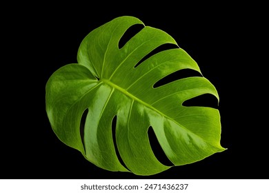 Beautiful studio photo of a green monstera leaf on a solid black background. - Powered by Shutterstock