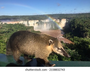 Beautiful Stunning Powerful Iguacu Falls