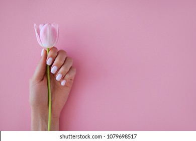 Beautiful Stylish Female Manicure. Tulip Flower. Pink Background.