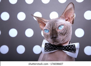 Beautiful stylish purebred cat. Animal portrait. Purebred cat with bow-tie is sitting. Black background