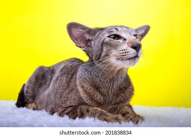 Beautiful stylish purebred cat. Animal portrait. Purebred cat is lying. Yellow background. Colorful decorations