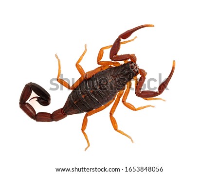 Beautiful sub-adult Florida bark scorpion, (brown bark scorpion), Centruroides gracilis, isolated. This species ranges from Florida, Central America and parts of the Caribbean and South America