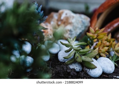 Beautiful succulent among the rocks. Green succulent with white rocks around it.  - Shutterstock ID 2188824099