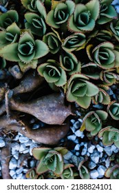 Beautiful succulent among the rocks. Green succulent with white rocks around it.  - Shutterstock ID 2188824101