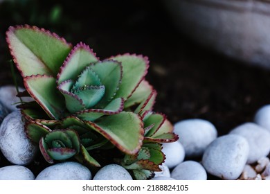Beautiful succulent among the rocks. Green succulent with white rocks around it.  - Shutterstock ID 2188824105