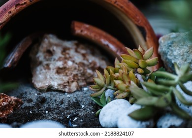 Beautiful succulent among the rocks. Green succulent with white rocks around it.  - Shutterstock ID 2188824107