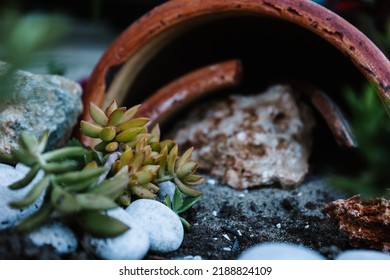 Beautiful succulent among the rocks. Green succulent with white rocks around it.  - Shutterstock ID 2188824109