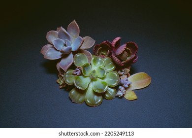 Beautiful Succulent Bouquet On Dark Grey Background, Isolated.