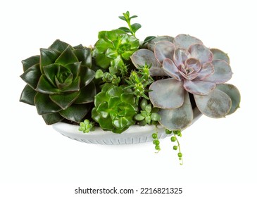 Beautiful Succulent Garden. Echeveria, Pearl String, Aeonium And Other Succulent Plants. Isolated On White Background.