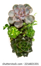 Beautiful Succulent Garden. Echeveria, Pearl String, Aeonium And Other Succulent Plants. Isolated On White Background. Top View.