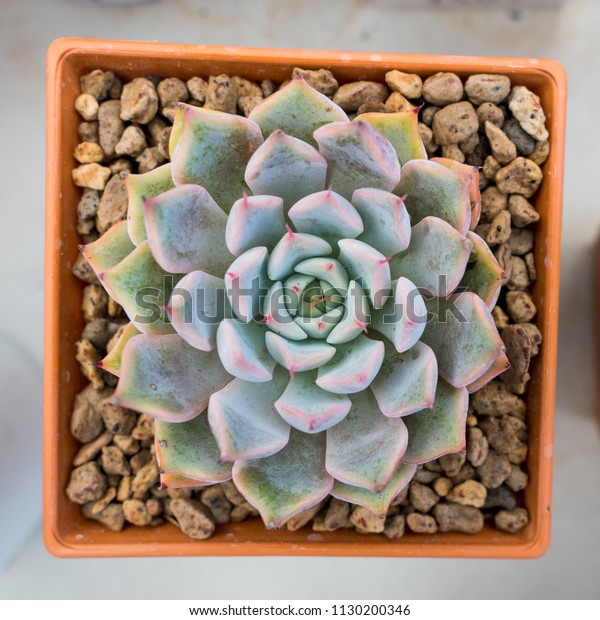 Beautiful Succulent Plant Pot Home Decorate Stock Photo Edit Now