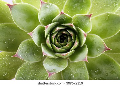 Beautiful Succulent Plant With Water Drops Close Up