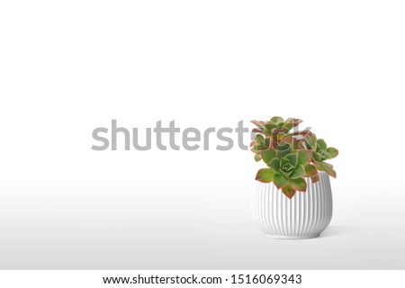 Beautiful Suculent plant  in vase pot isolated on white background