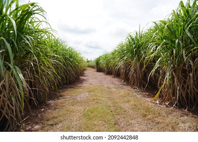 Beautiful sugarcane fields have roads used to transport sugarcane. Sugarcane has a high yield per rai.