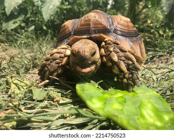 Beautiful sulcata tortoise from africa - Powered by Shutterstock